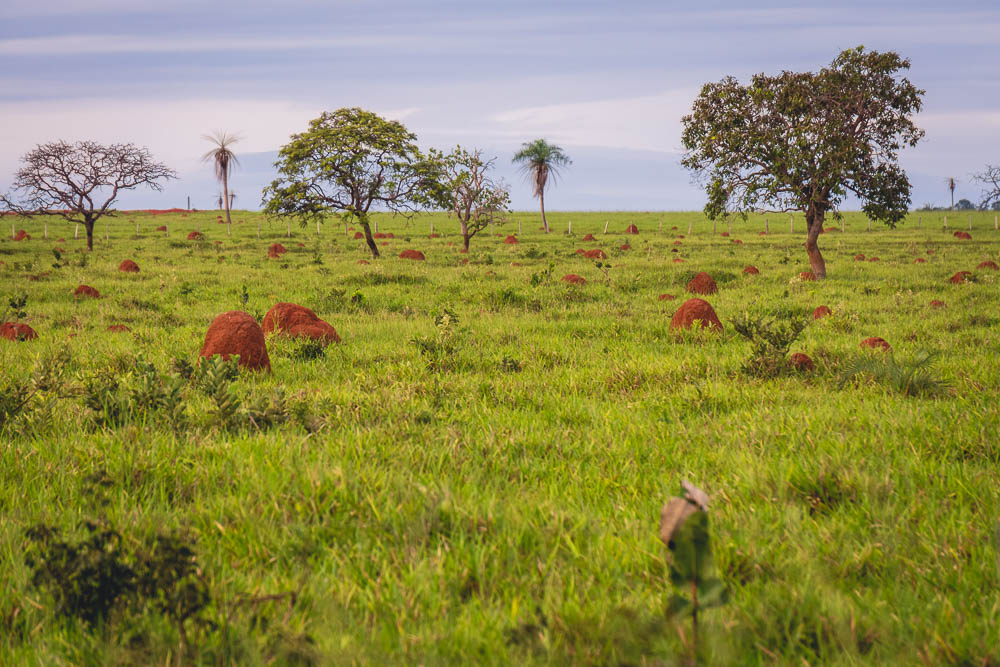 Breakdown wild animals Brazil anthill