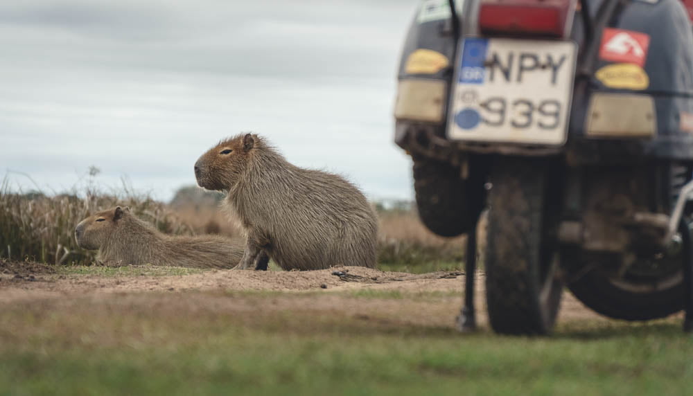 Capybara behind Vespa - Motorcycle travel Argentina